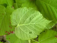 Rote Dornen Unterseite02.webp