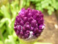 PAlilium.webp