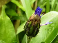 PKornblume.webp