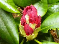 PRhodedendron.webp