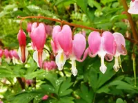 PTränendesHerz.webp