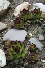 IMG_1879 - Kopie.webp