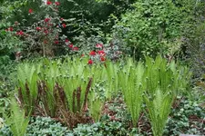 IMG_1882 - Kopie.webp