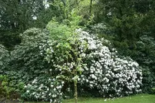 IMG_1888 - Kopie.webp
