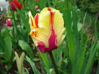 DSCI0879.webp