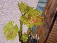 Wein.webp