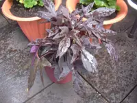 09.05.2010 002.webp