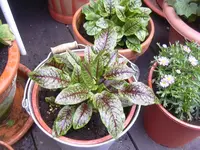 09.05.2010 003.webp