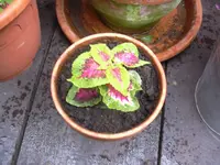 09.05.2010 004.webp