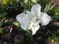 09.05.2010 011.webp