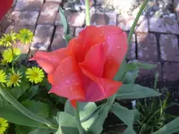 09.05.2010 013.webp
