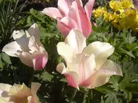 09.05.2010 014.webp
