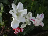 09.05.2010 012.webp