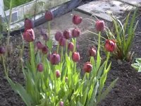 09.05.2010 017.webp