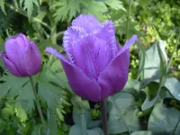 09.05.2010 020.webp