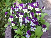 09.05.2010 021.webp