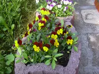 09.05.2010 022.webp