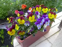 09.05.2010 023.webp
