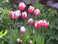 09.05.2010 024.webp