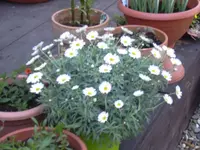 09.05.2010 027.webp