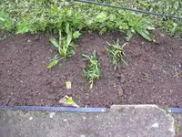 09.05.2010 006.webp