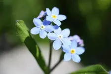 garten mai10 006.webp