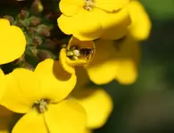 garten mai10 018.webp