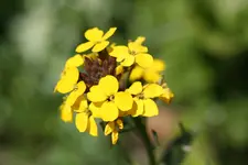 garten mai10 020.webp