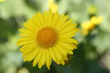 garten mai10 022.webp