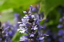 garten mai10 056.webp