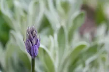 garten mai10 201.webp