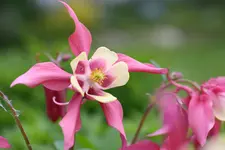 garten mai10 209.webp
