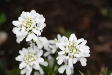 garten mai10 219.webp