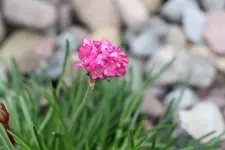 Bartnelke.webp