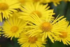 garten mai10 229.webp