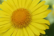 garten mai10.webp