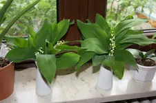 Muttertagsblumen.webp