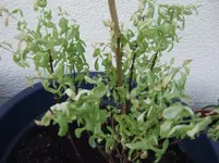 DSCF4443.webp
