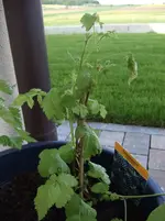 DSCF4436.webp