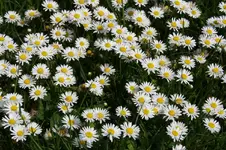Gänseblümchen.webp