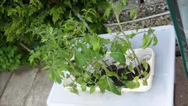 9. Mai 2010 Garten.webp