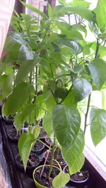 S7303492.webp