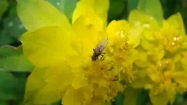 mt 019.webp