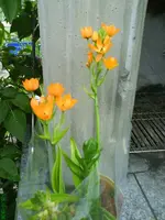 23961.webp