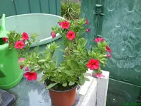23965.webp