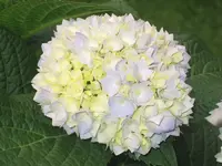 043.webp