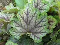 IMG_green spice_1024x768.webp