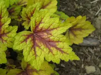 IMG_stoplight_1024x768.webp