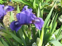 IMG_banburry ruffle6_1024x768.webp