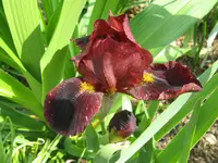 IMG_little bucaneer5_1024x768.webp